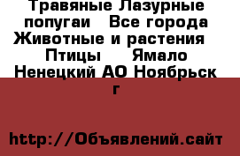 Травяные Лазурные попугаи - Все города Животные и растения » Птицы   . Ямало-Ненецкий АО,Ноябрьск г.